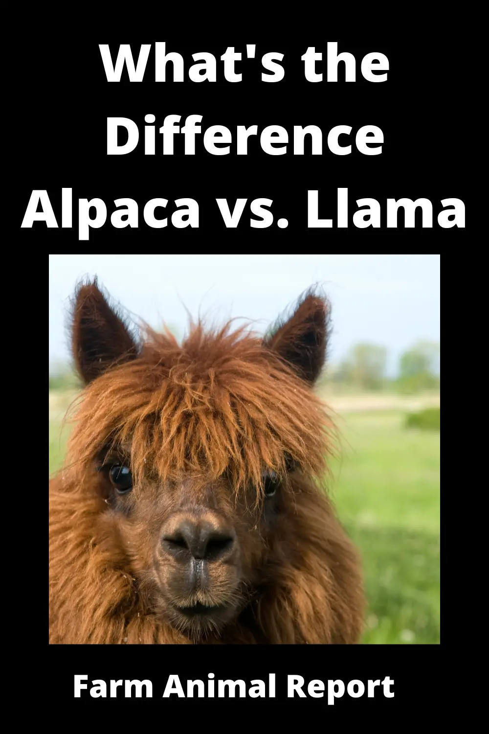 What's the Difference Alpaca vs. Llama **????** - Farm Animal Report