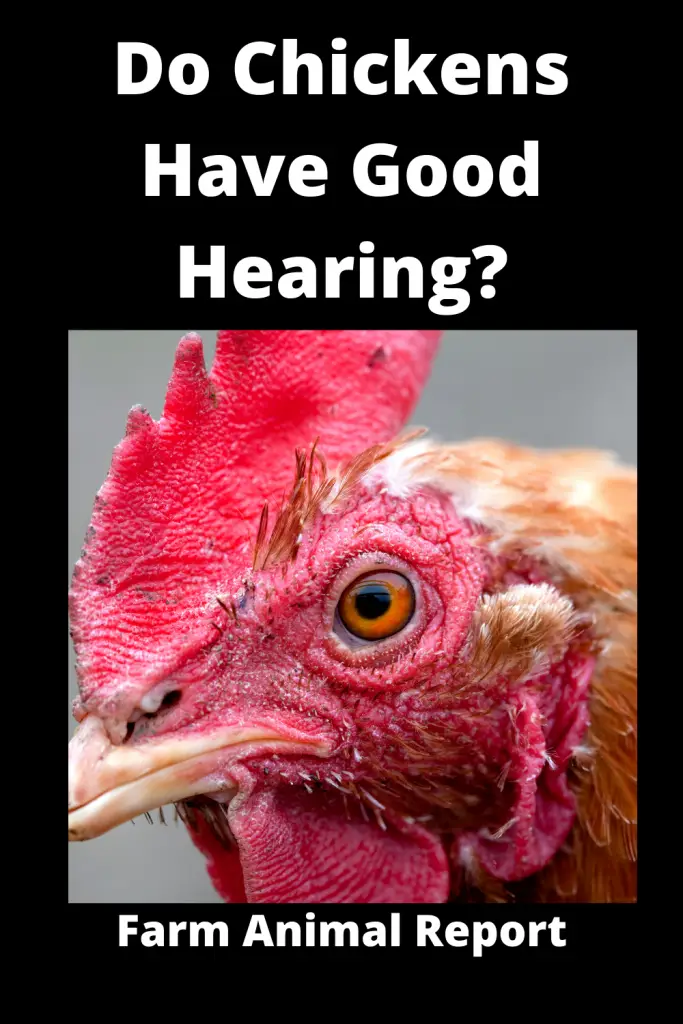Can Chickens Hear? **YEP** 1