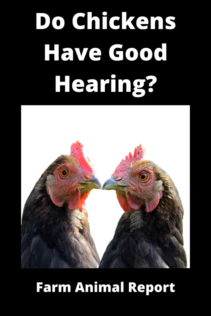 Can Chickens Hear? **YEP** 2