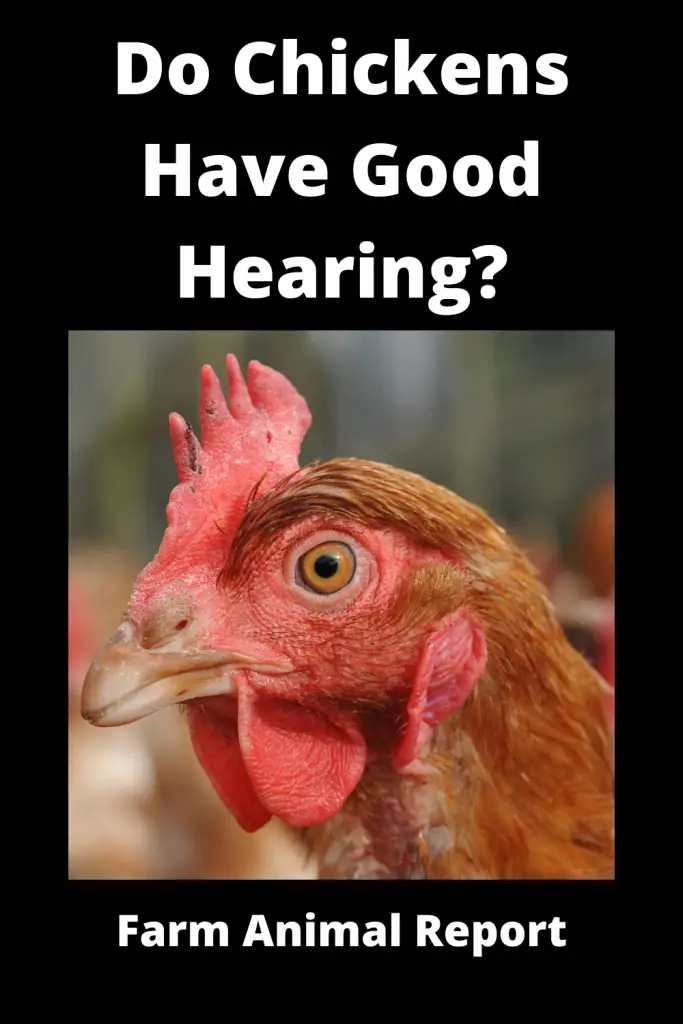 Can Chickens Hear? **YEP** 3