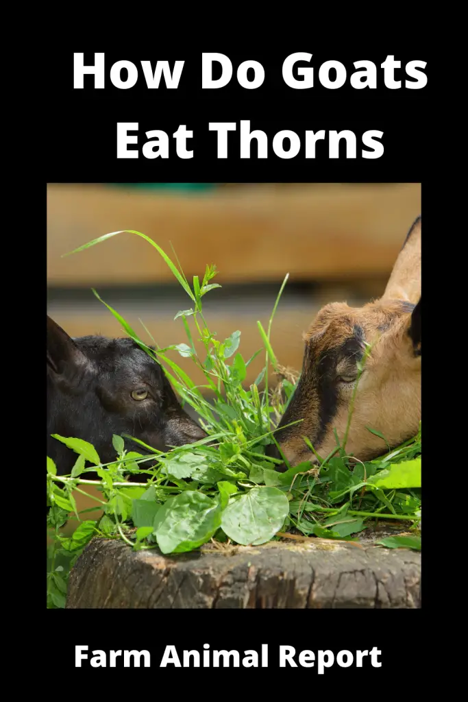 Can Goats Eat Blackberry Bushes | Blackberry | Plants | Eatingg 2