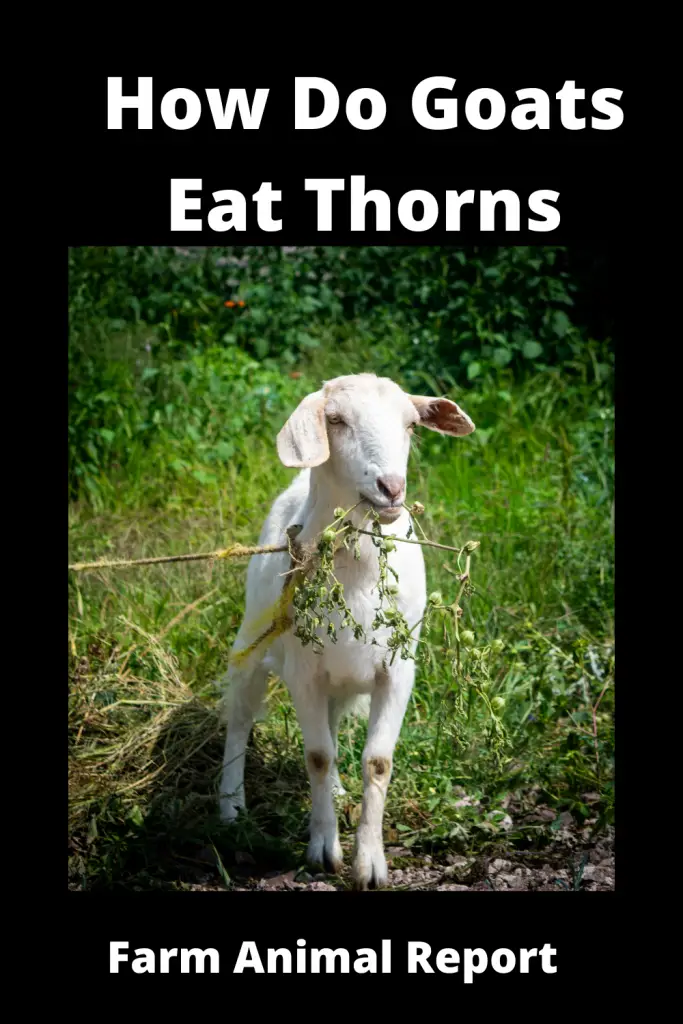 Can Goats Eat Blackberry Bushes | Blackberry | Plants | Eatingg 3