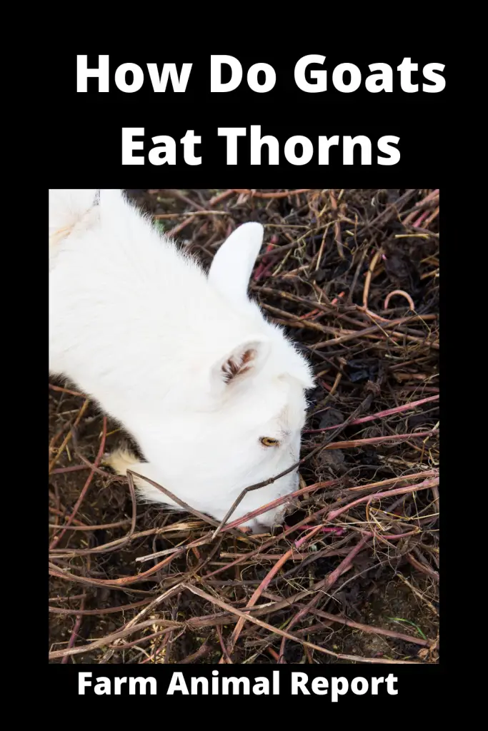 Can Goats Eat Blackberry Bushes | Blackberry | Plants | Eatingg 4