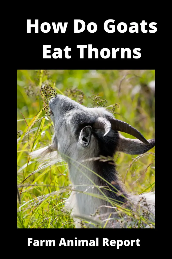 Can Goats Eat Blackberry Bushes | Blackberry | Plants | Eatingg 1