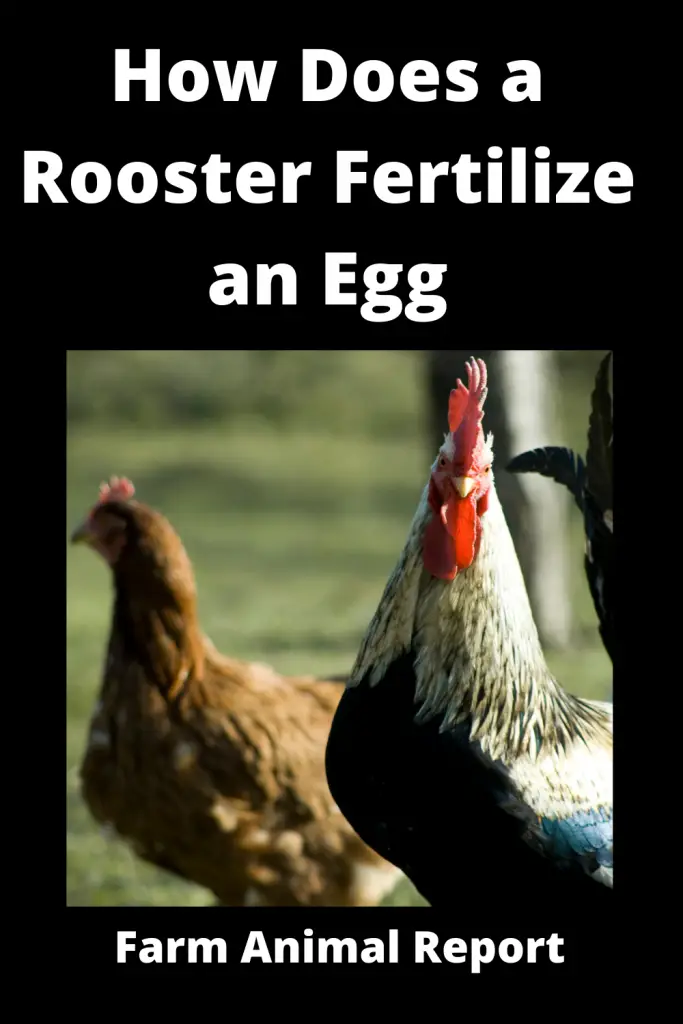 how do roosters fertilize eggs
how does a rooster fertilize an egg
how do roosters fertilize eggs
how does a rooster fertilize eggs
How Roosters fertilize eggs
how does  rooster fertilize eggs
How do chickens fertilize eggs
How does the rooster fertilize the egg
How do male chickens fertilize eggs
how does a rooster fertilize a chicken egg
Farmers have been incubating chicken eggs for centuries, and they have developed a number of ways to determine whether an egg is fertilized. One method is to hold the egg up to a bright light and look for the presence of a small dark spot near the center of the egg. This spot is called the blastoderm, and it contains the developing embryo. Another way to tell if an egg is fertilized is to gently shake it and listen for the sound of the embryo moving inside the shell. Finally, farmers can crack open an egg and check for the presence of a yolk sac. This sac contains all of the nutrients that the embryo needs to develop, so its absence is a sure sign that the egg is not fertilized. By using one or more of these methods, farmers can be confident in knowing which eggs are ready to be incubated and which are not.