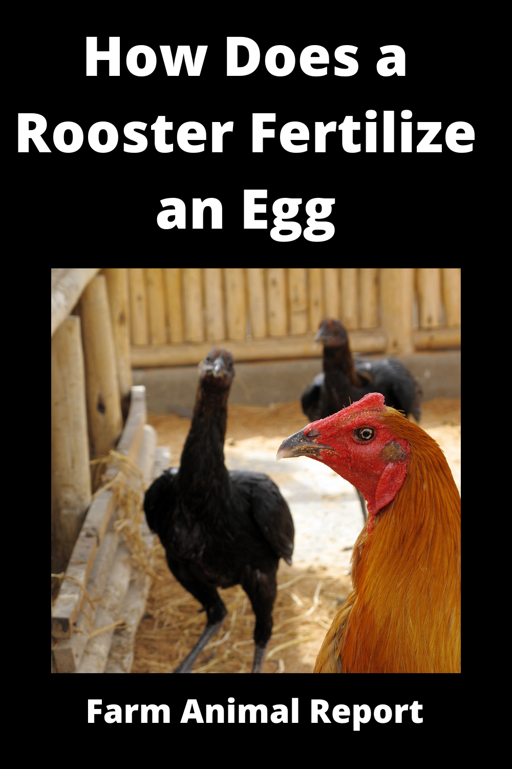 7 Scientific Steps How Do Roosters Fertilize Eggs PDF Roosters