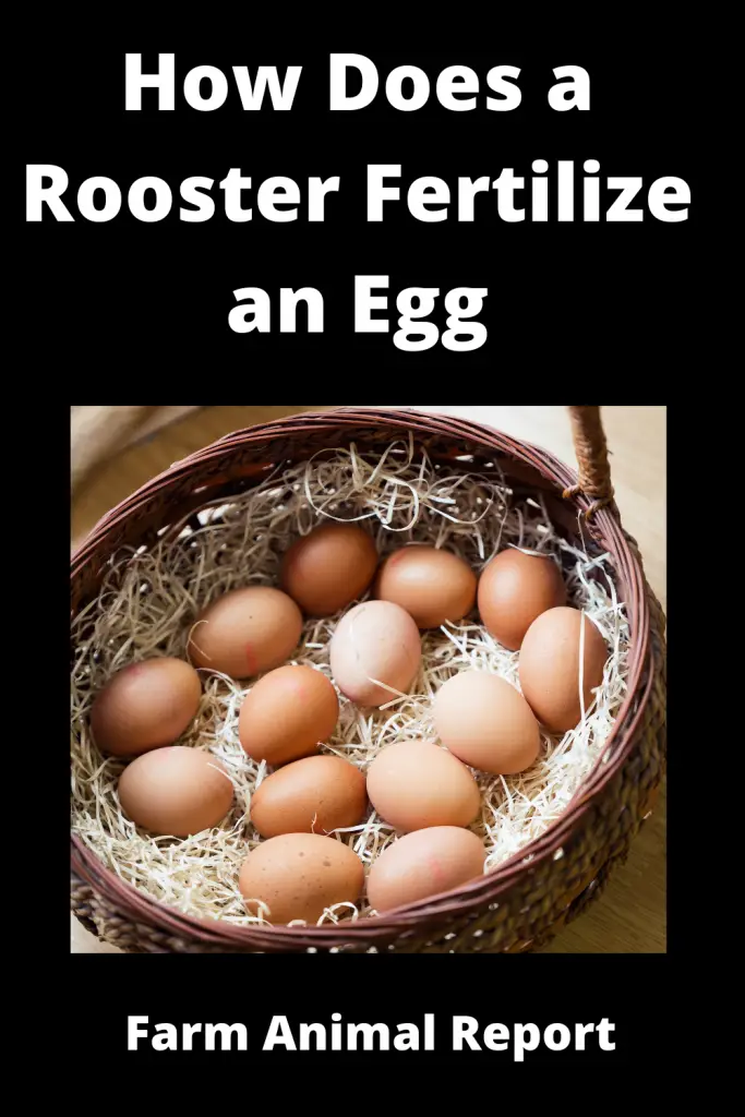 how do roosters fertilize eggs
how does a rooster fertilize an egg
how do roosters fertilize eggs
how does a rooster fertilize eggs
How Roosters fertilize eggs
how does  rooster fertilize eggs
How do chickens fertilize eggs
How does the rooster fertilize the egg
How do male chickens fertilize eggs
how does a rooster fertilize a chicken egg
A rooster has to be with a hen before the eggs are fertile. If a rooster is not placed with the hen, the eggs will not be fertilized and will not hatch. A rooster must mate with the hen in order for the eggs to be fertilized. Roosters will usually mate with several hens in a day. The length of time a rooster spends with each hen varies, but it is typically around 10-15 seconds. Once the eggs are fertilized, they will be able to hatch anywhere from 18-21 days later. The number of eggs that are fertilized will depend on the number of times the rooster mates with the hen. A higher number of matings usually results in more fertilized eggs. However, there is no guarantee that all of the eggs will be fertilized even if the rooster mates with the hen multiple times. Ultimately, it is up to the rooster to ensure that the eggs are properly fertilized so that they can hatch and produce chicks.