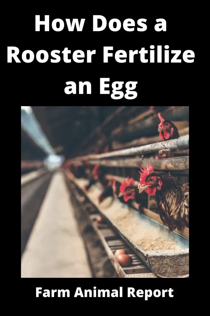 how do roosters fertilize eggs
how does a rooster fertilize an egg
how do roosters fertilize eggs
how does a rooster fertilize eggs
How Roosters fertilize eggs
how does  rooster fertilize eggs
How do chickens fertilize eggs
How does the rooster fertilize the egg
How do male chickens fertilize eggs
how does a rooster fertilize a chicken egg
Chicken farming is a big business. In the United States, there are more than 9 billion chickens raised for meat each year. The vast majority of these chickens are raised in commercial operations. These farms vary in size, but they typically have tens of thousands of chickens. Some of the largest chicken farms have more than a million birds. The chickens are typically kept in large warehouses with controlled environmental conditions. The farmers use a variety of methods to raise the chickens, including feeding them special diets and providing them with vaccinations. The goal is to produce as many healthy chickens as possible in order to meet the demands of the marketplace. Chicken farming is a big business, and it takes a lot of work to raise millions of healthy birds each year.