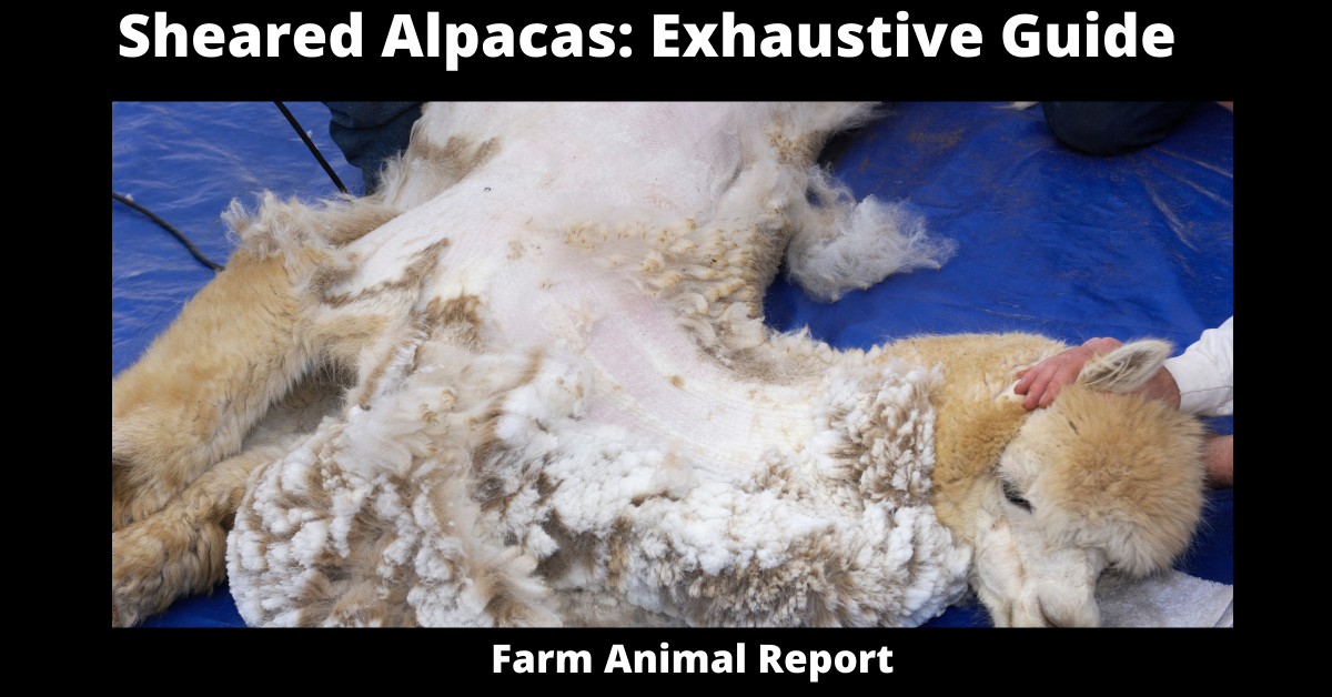 Sheared Alpacas: Exhaustive Guide