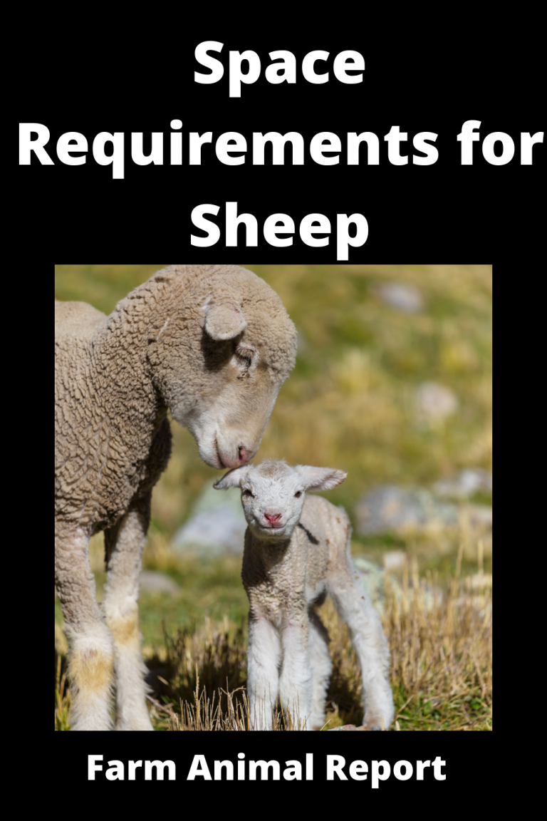 How Much Space Do Sheep Need? Farm Animal Report