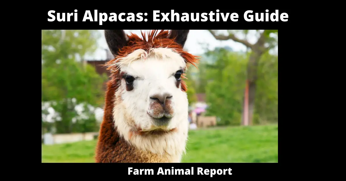 Suri Alpacas: Exhaustive Guide
