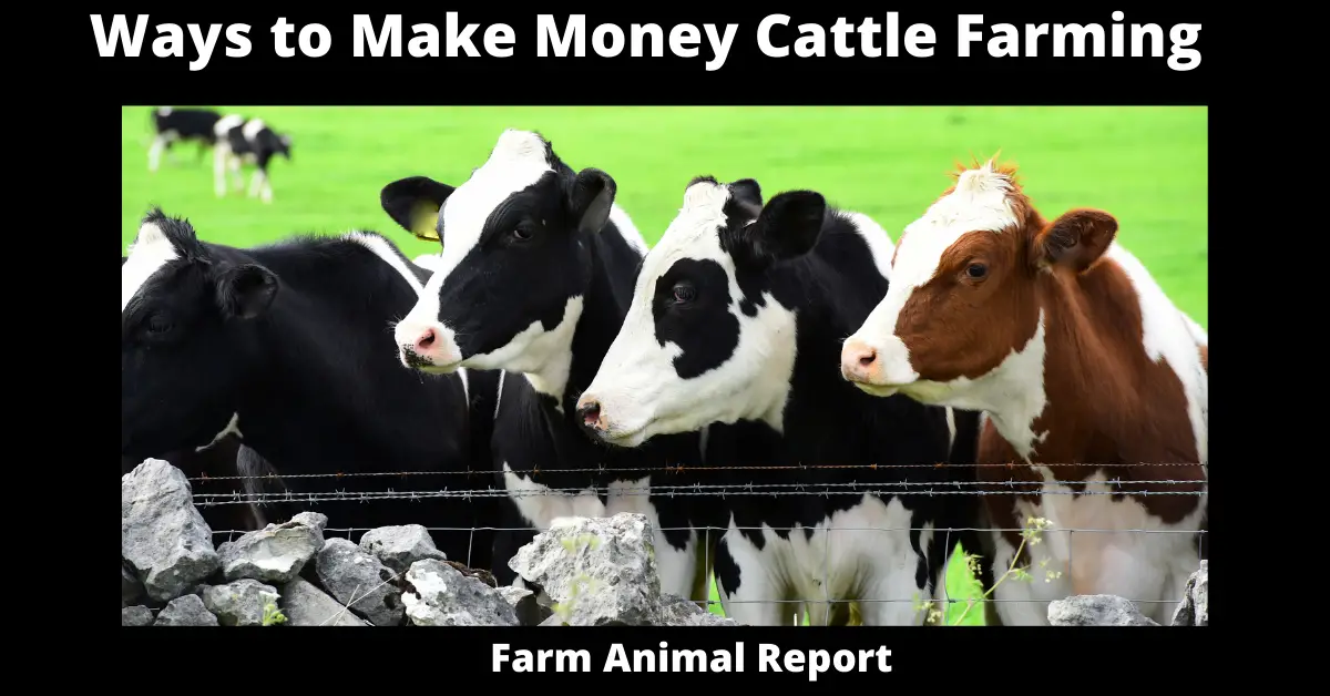 Ways to Make Money Cattle Farming