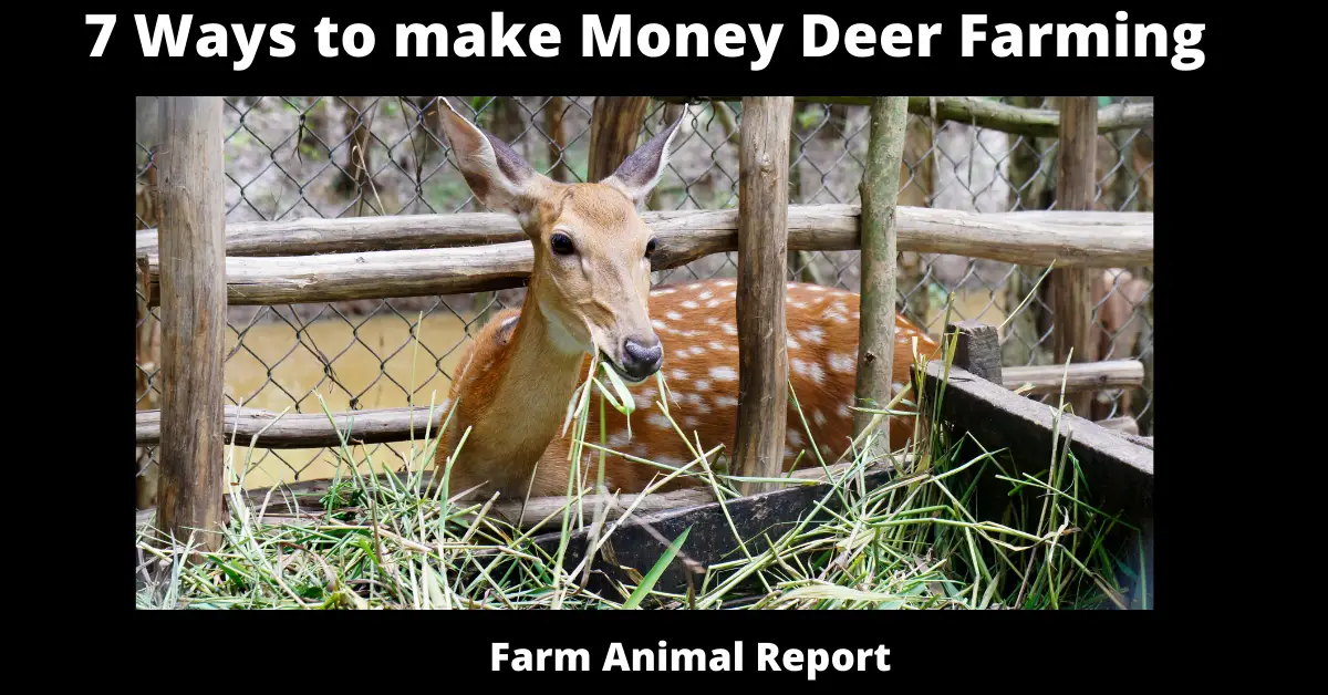 Ways to make Money Deer Farming