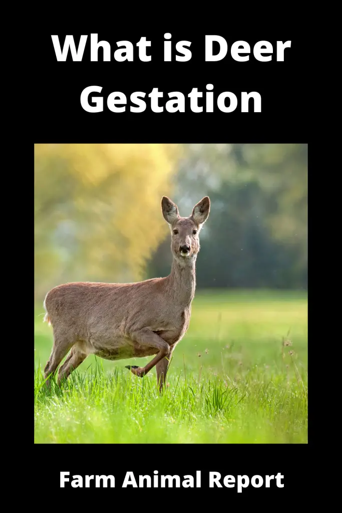 The gestation period for deer is around 200 days. This means that from the time a deer is conceived until the time it gives birth, around six and a half months will have passed. Of course, this can vary slightly depending on the species of deer and the individual animal. For example, white-tailed deer usually have a slightly shorter gestation period than mule deer.

As a deer farmer, it is important to be aware of the gestation period for your animals. This will help you to plan for when they are due to give birth and ensure that you have everything ready for their arrival. It is also worth noting that deer can sometimes give birth earlier than expected, so it is always best to be prepared!