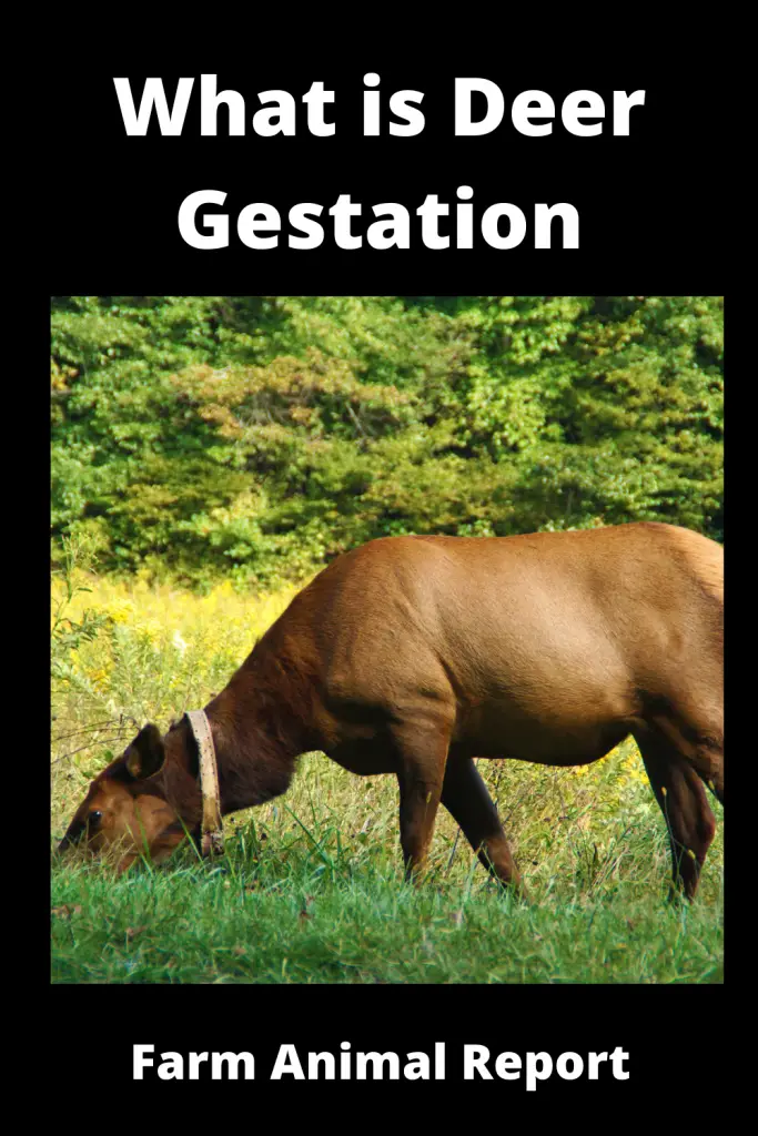 The gestation period for a deer is about 200 days. That's about six and a half months. Does (female deer) usually have twins, but can have up to four fawns (baby deer) at a time. Bucks (male deer) don't get pregnant, of course. The doe will lose her spots and enter into the rutting season where she will mate with multiple bucks. After the rut, she will settle down with one buck and they will stay together until the next rutting season when she will mate again. After the doe mates, she will keep the same buck around for about another month before he is driven off by his son from the previous year's litter. The doe will then raise her fawns on her own until they are about 6 months old when they will leave their mother to join a bachelor herd. So that's how long deer gestation period! About 200 days from start to finish. Give or take a few days depending on the health of the doe and environmental factors.