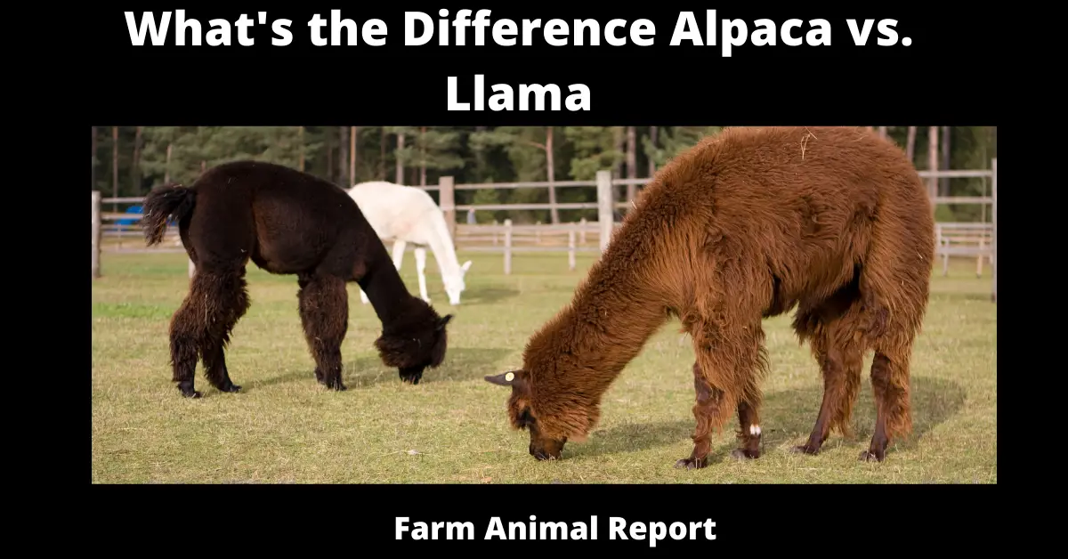 What's the Difference Alpaca vs. Llama - Farm Animal Report