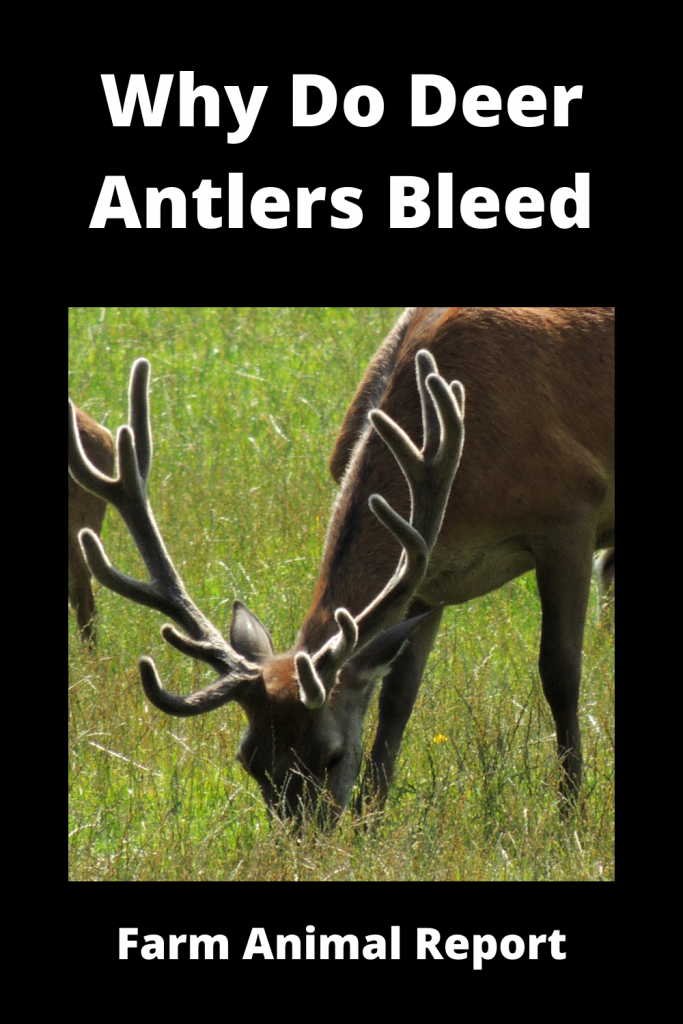 Why do Deer Bleed when they shed Their Antlers (2023)? Deer Shedding Velvet 1