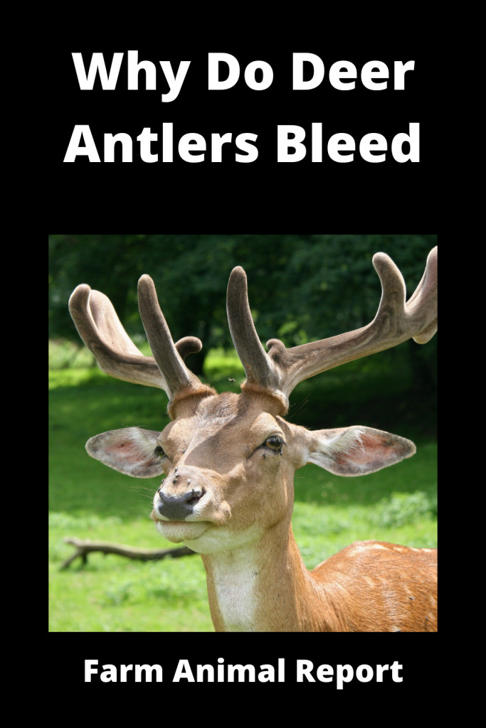 Why do Deer Bleed when they shed Their Antlers? Deer Shedding Velvet 2