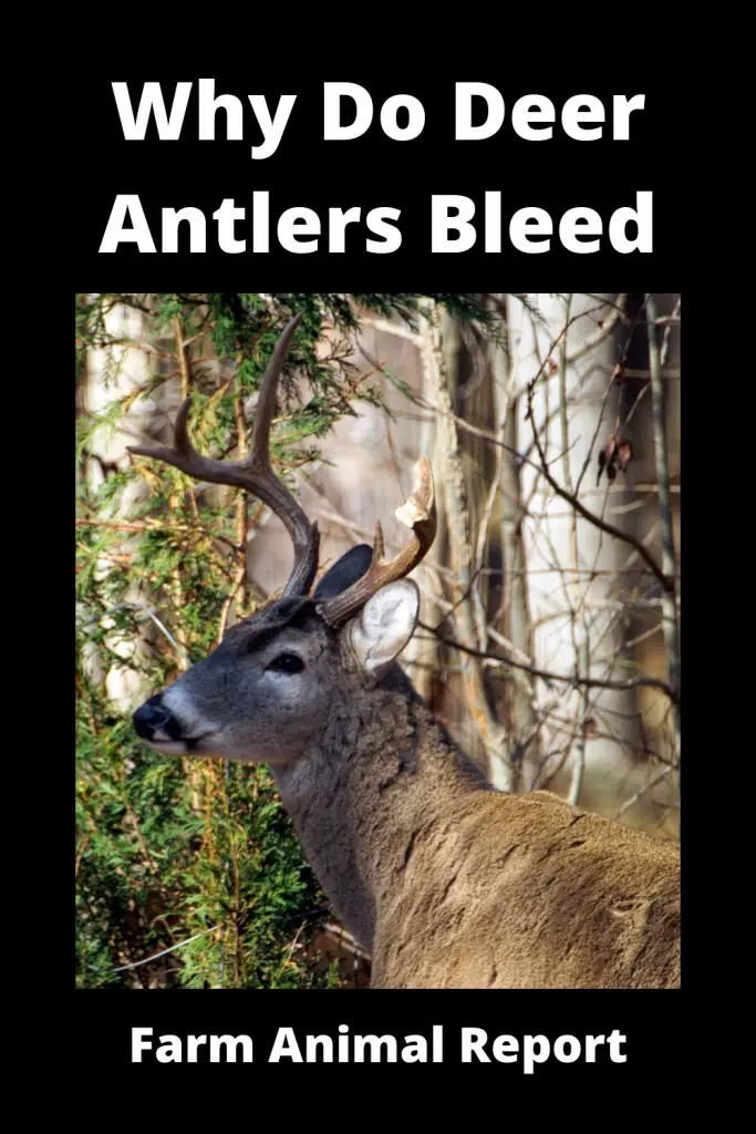 Why do Deer Bleed when they shed Their Antlers (2023)? Deer Shedding Velvet 3