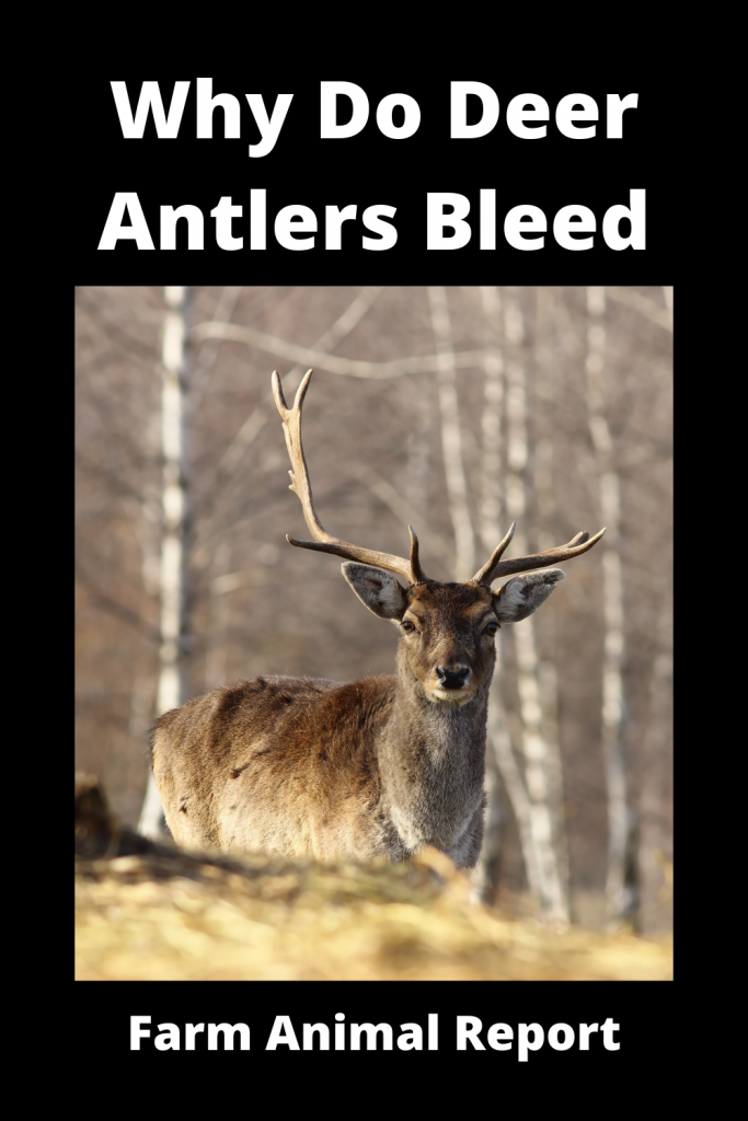 Why do Deer Bleed when they shed Their Antlers? Deer Shedding Velvet 4