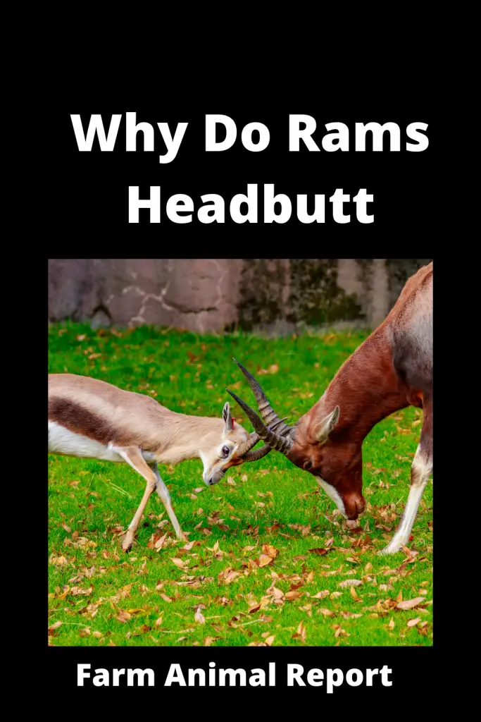 3 Smashing Reasons: Why Do Rams Butt Heads? 1
