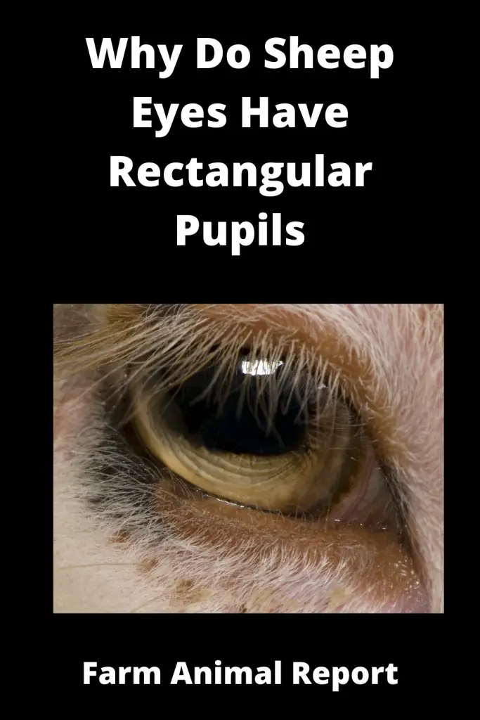 What Shape is the Sheep's Pupils | Pupil | Eyes 3