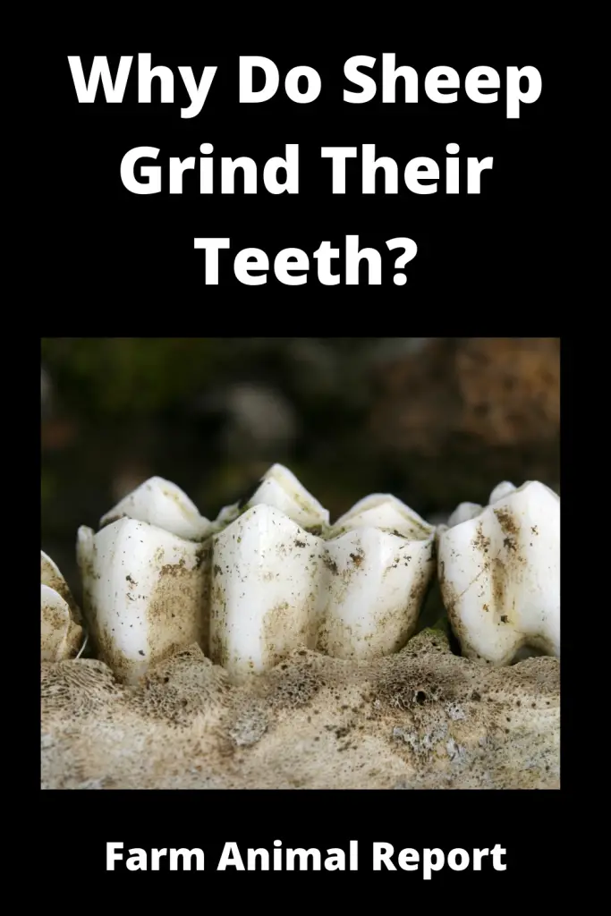 Why Do Sheep Grind Their Teeth? (2022) 1