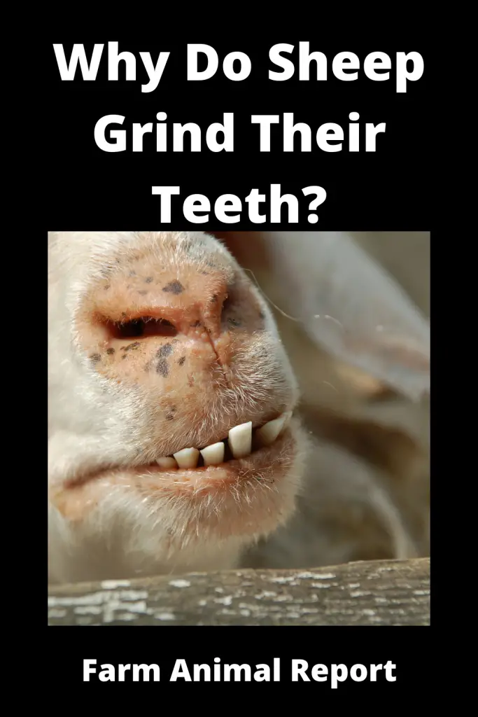 Why Do Sheep Grind Their Teeth? (2023) 2