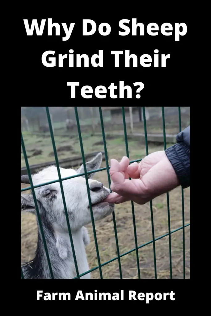 Why Do Sheep Grind Their Teeth? (2022) 3