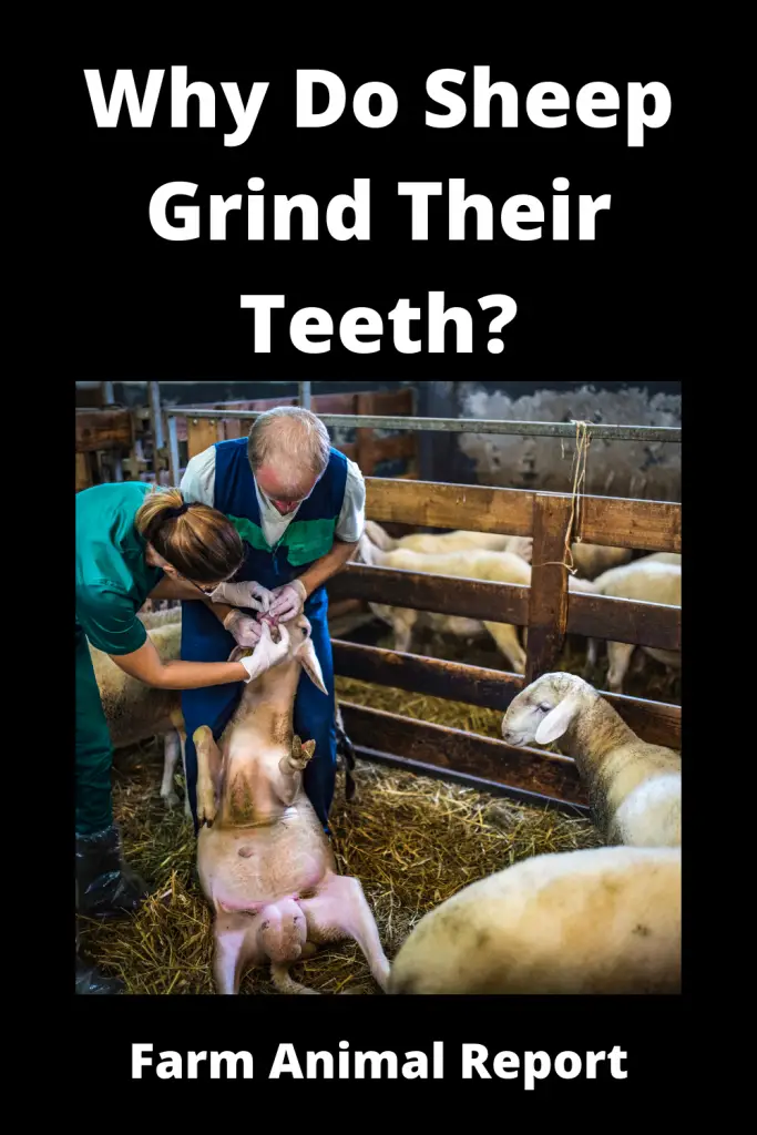 Why Do Sheep Grind Their Teeth? (2022) 4