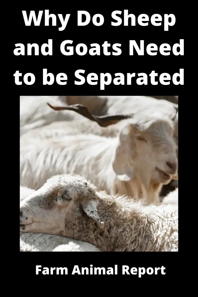 Why Does a Shepherd Separate Sheep from Goats | Separate |  Separating 2