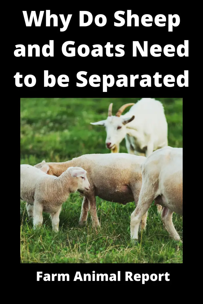 Why Does a Shepherd Separate Sheep from Goats | Separate |  Separating 4