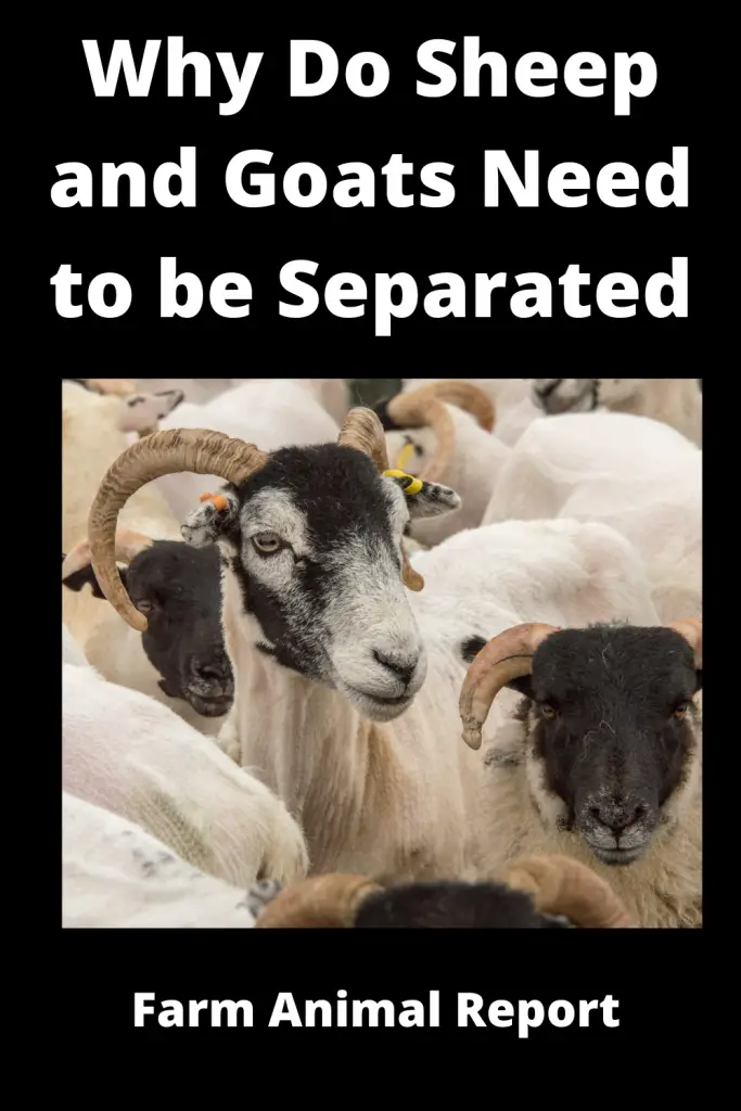 Why Does a Shepherd Separate Sheep from Goats | Separate |  Separating 1