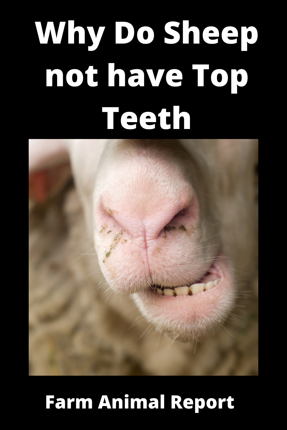 9 Functions Do Sheep Have Top Teeth?