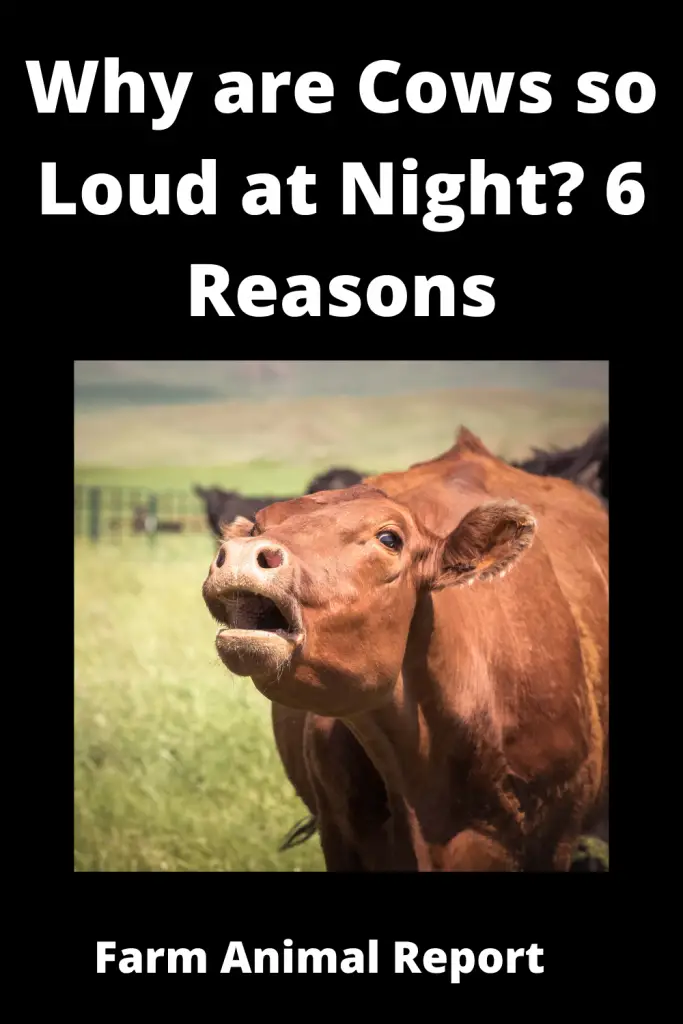 why do cows moo at night