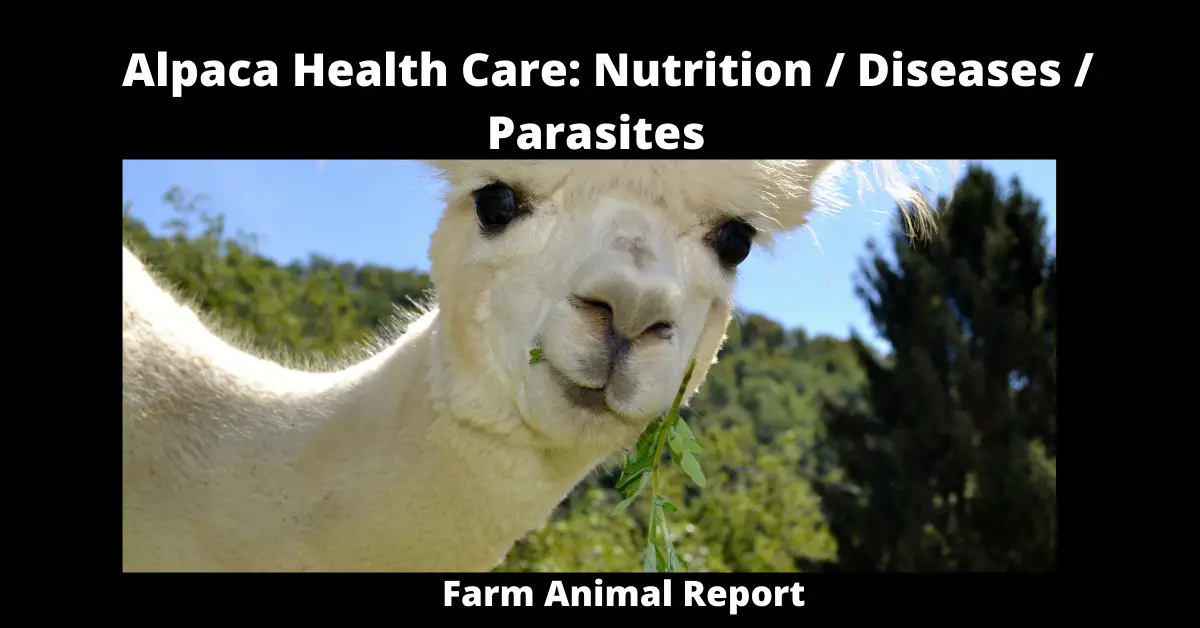 Alpaca Health Care: Nutrition / Diseases / Parasites