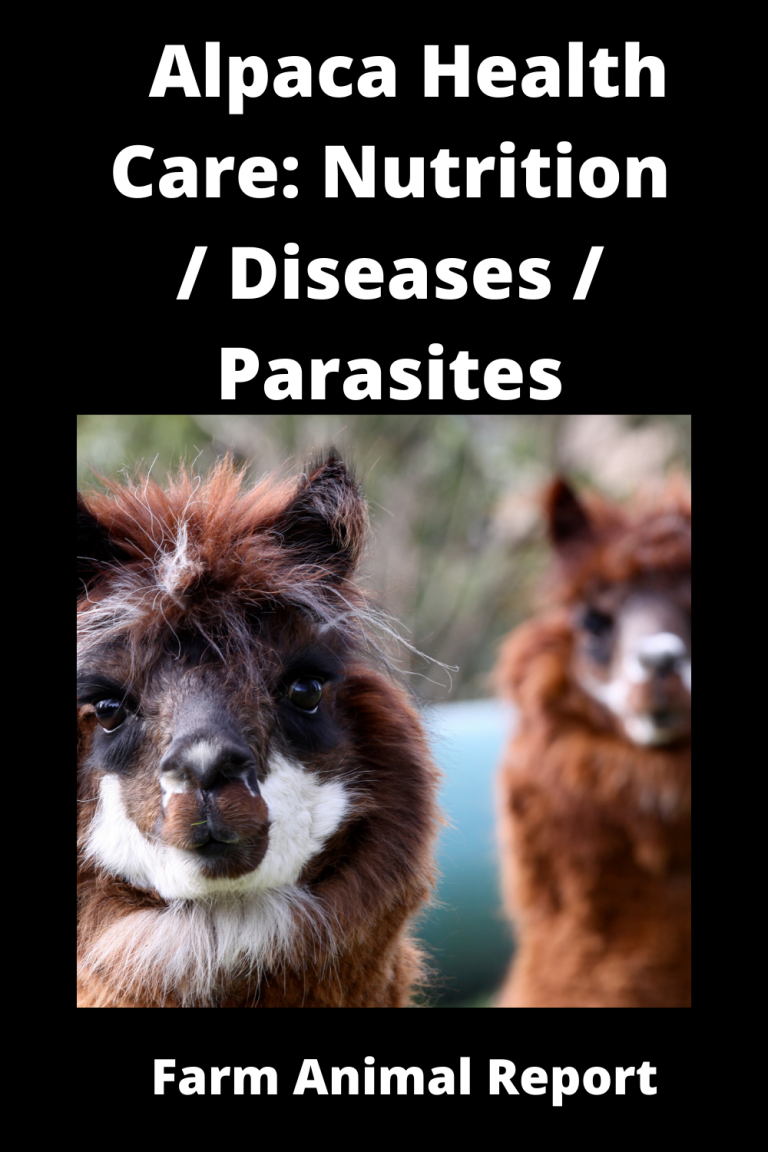 Alpaca Health Care: **Nutrition / Diseases / Parasites**
