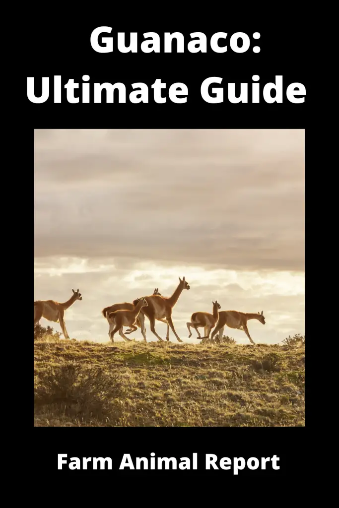 Guanaco: Ultimate Guide **LLAMA** 3