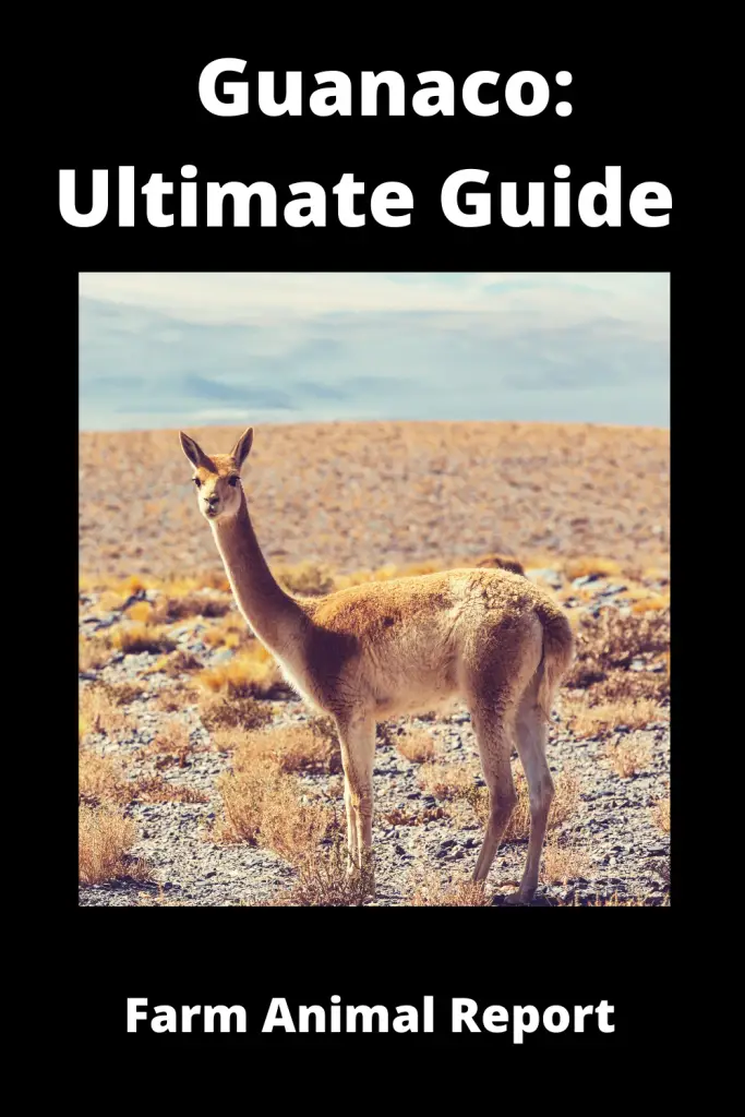 Guanaco: Ultimate Guide **LLAMA** 1