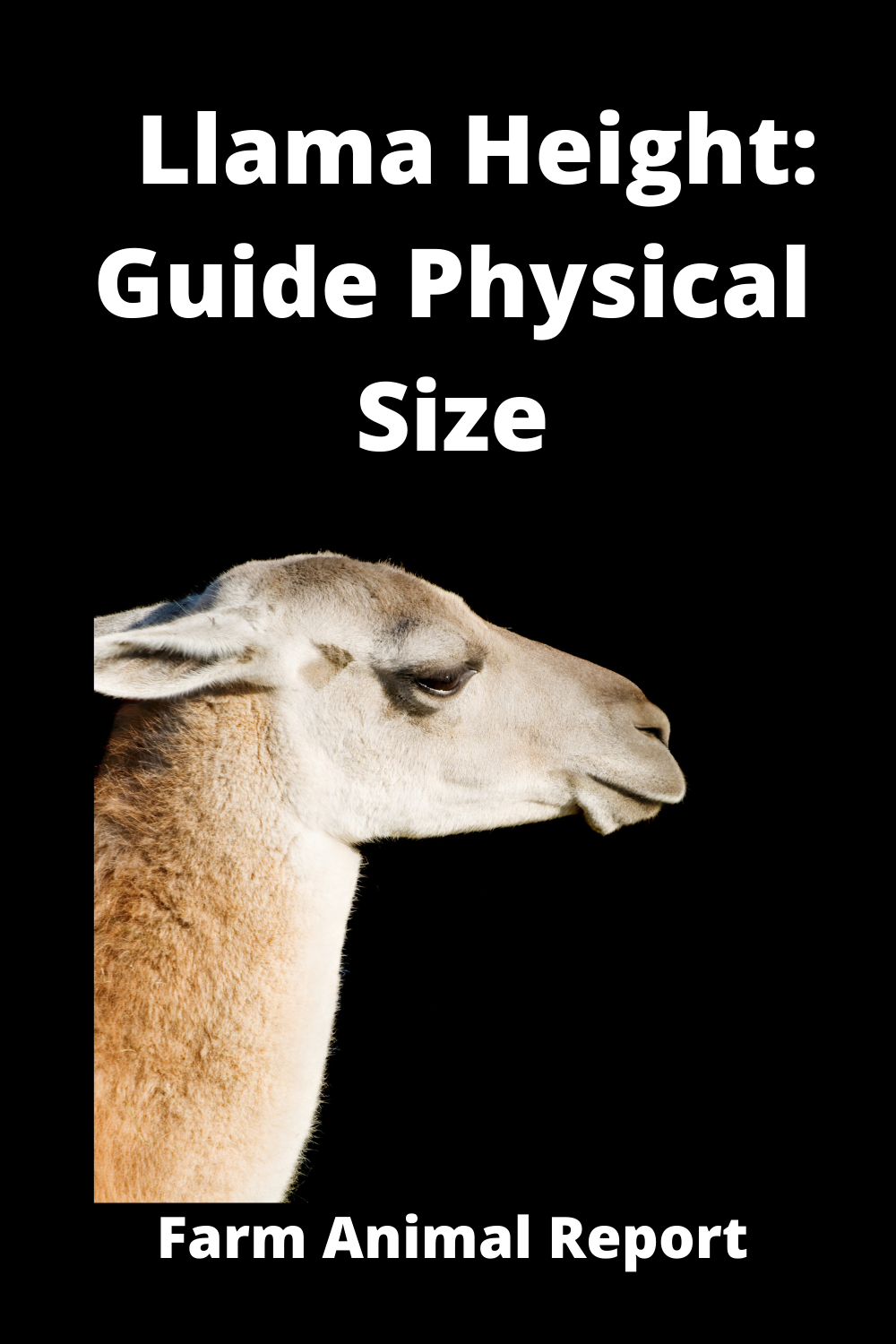 17 Facts How Tall Is A Llama Llamas PDF