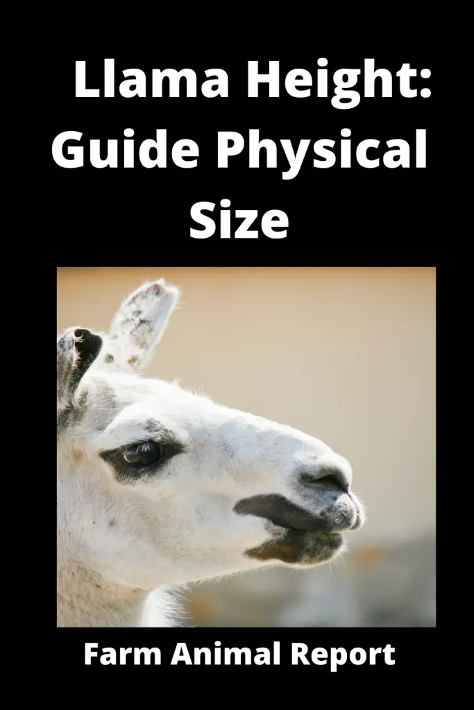 17 Facts: How Tall are Llamas | Llama 3