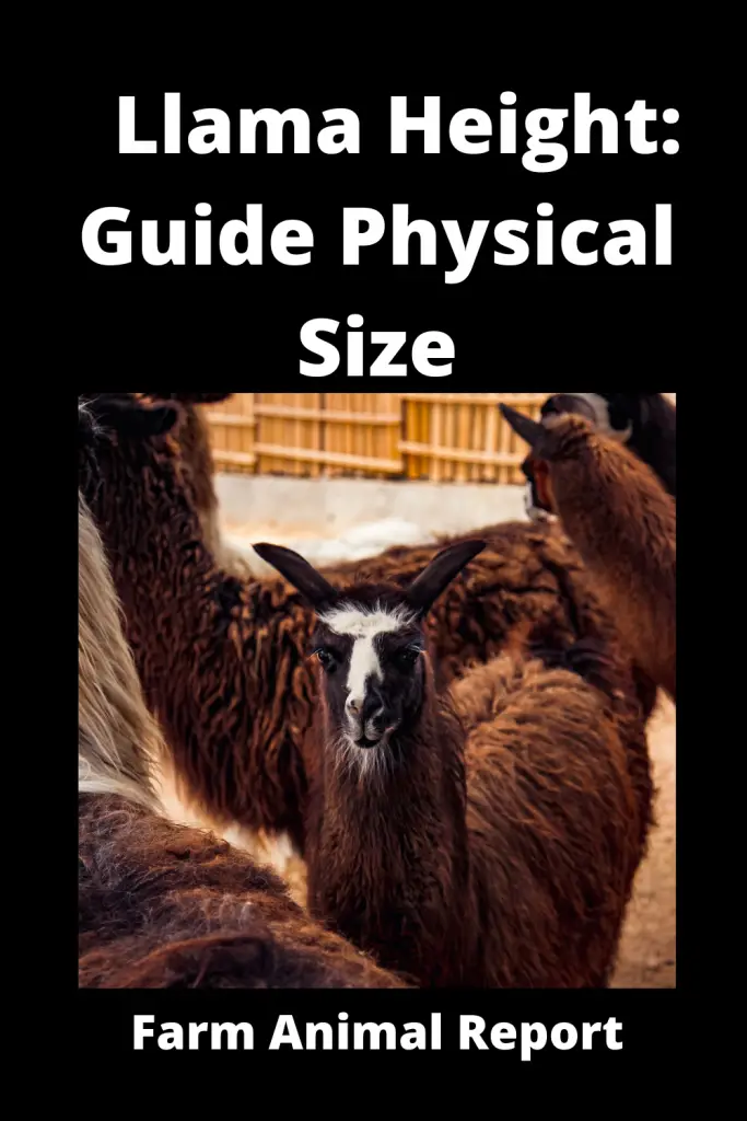 17 Facts: How Tall are Llamas | Llama 4