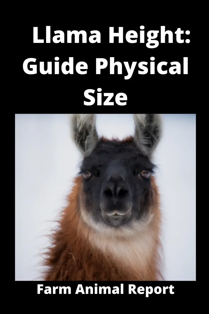 17 Facts: How Tall are Llamas | Llama 1