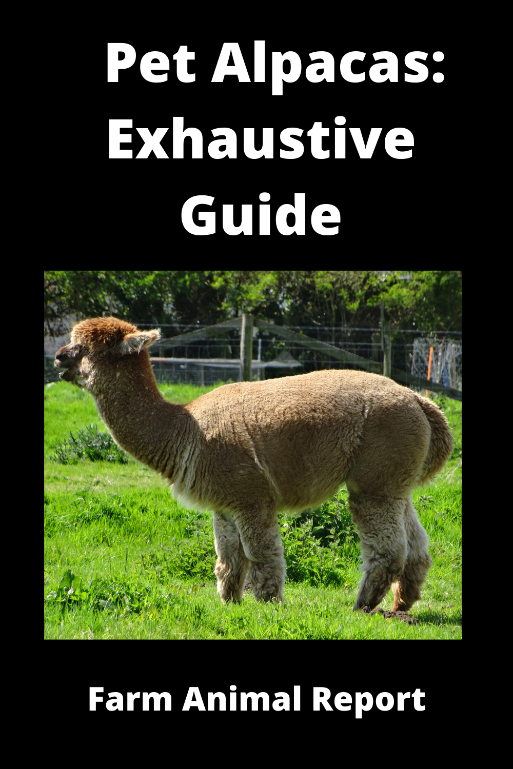 Pet Alpacas Exhaustive Guide **PETS**