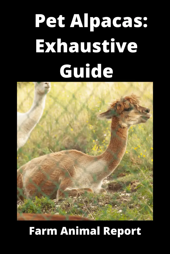 Pet Alpacas: Exhaustive Guide **PETS** 3