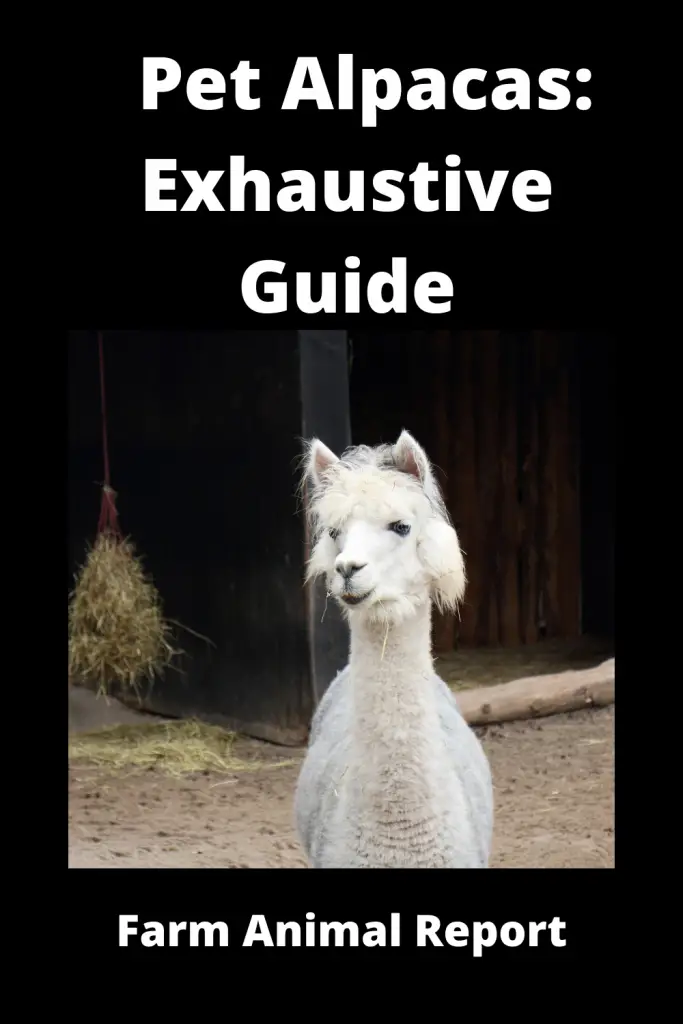 Pet Alpacas: Exhaustive Guide **PETS** 4