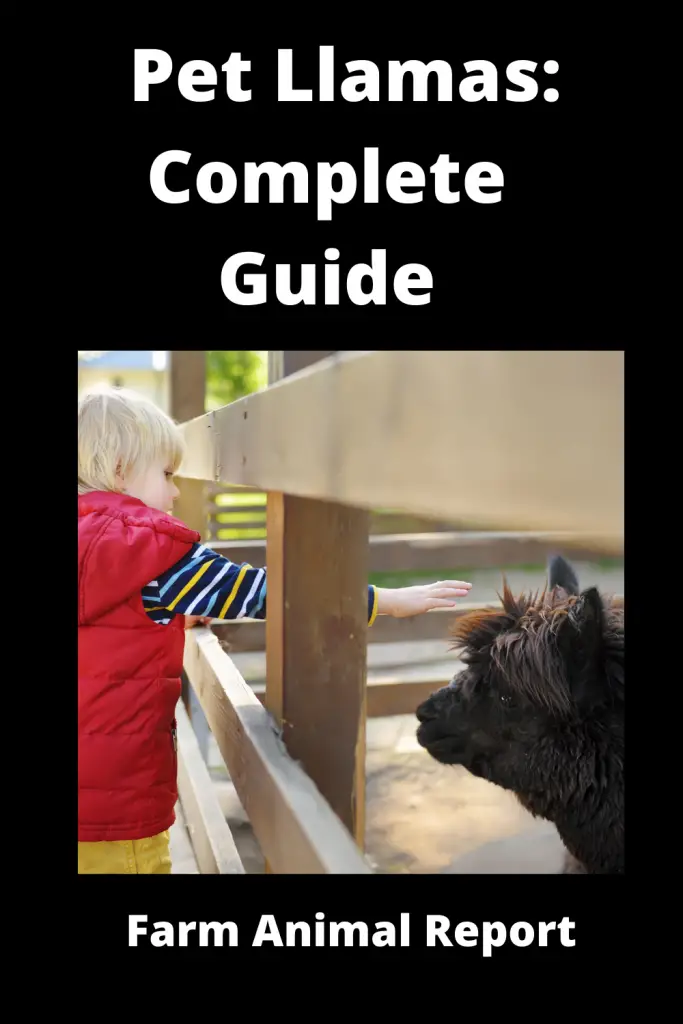Pet Llamas: Complete Guide 2