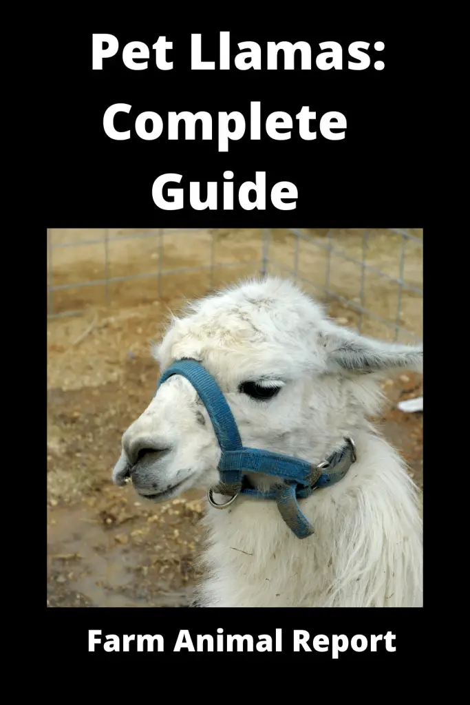 Pet Llamas: Complete Guide 4