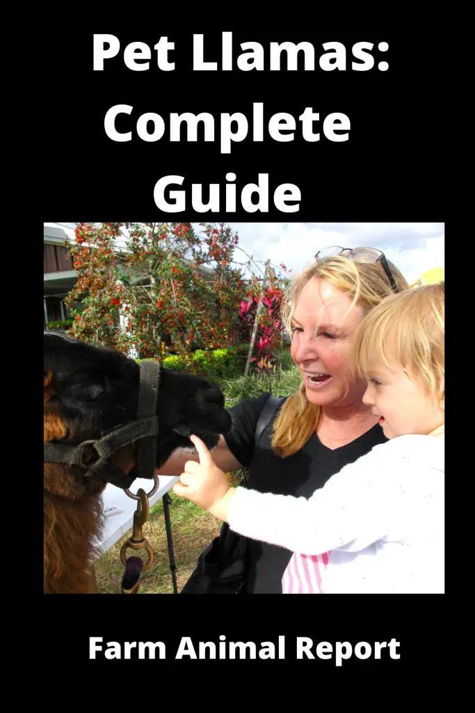 Pet Llamas: Complete Guide 1