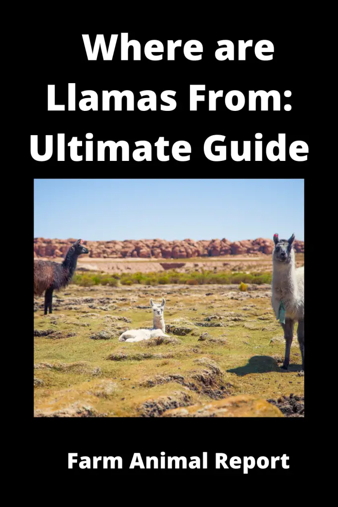 Where are Llamas From Ultimate Guide**ORIGIN** 2